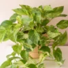 Marble Queen Pothos Plant - 4 Leaves in 4" Pot - Easy Tropical Indoor/Outdoor
