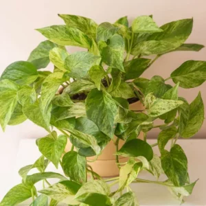 Marble Queen Pothos Plant - 4 Leaves in 4