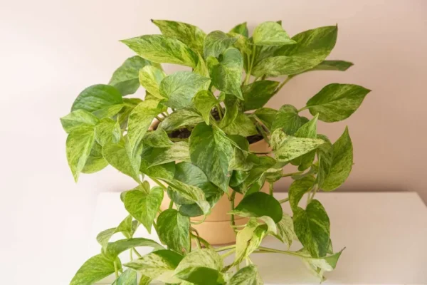 Marble Queen Pothos Plant - 4 Leaves in 4" Pot - Easy Tropical Indoor/Outdoor