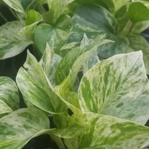 Marble Queen Pothos Plant - 4 Leaves in 4" Pot - Easy Tropical Indoor/Outdoor