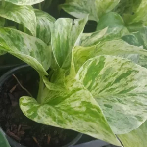Marble Queen Pothos Plant - 4 Leaves in 4