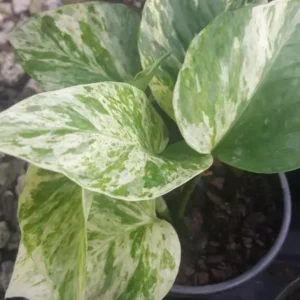 Marble Queen Pothos Plant - 4 Leaves in 4