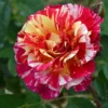 Maurice Utrillo Rose Plant - Unique Rose Variety