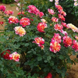 Maurice Utrillo Rose Plant - Unique Rose Variety