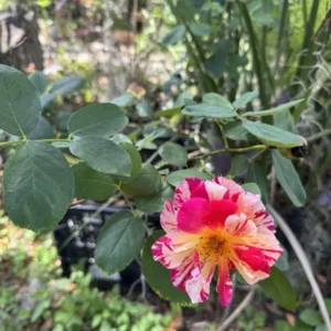 Maurice Utrillo Rose Plant - Unique Rose Variety