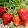 Medallion Strawberry Plants - Set of 3 Live Plants for Home Garden