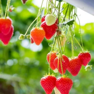 Medallion Strawberry Plants - Set of 3 Live Plants for Home Garden