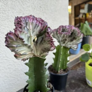 Mermaid Cactus Big Size Cacti Succulent