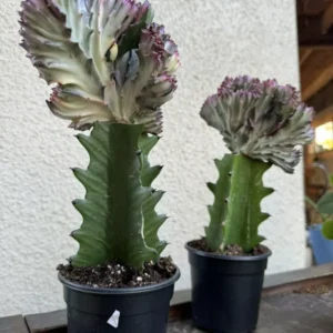 Mermaid Cactus Big Size Cacti Succulent