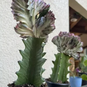 Mermaid Cactus Big Size Cacti Succulent