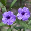 Mexican Petunia Purple Ruellia Brittoniana Plant - Live Starter Plant - Purple Flowers