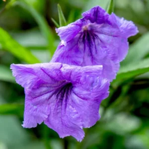 Mexican Petunia Purple Ruellia Brittoniana Plant - Live Starter Plant - Purple Flowers