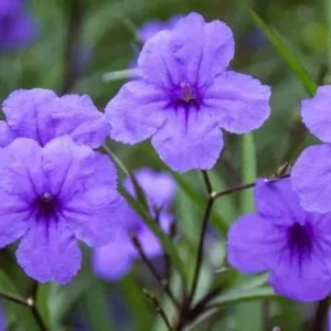 Mexican Petunia Purple Ruellia Brittoniana Plant - Live Starter Plant - Purple Flowers