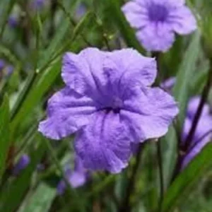 Mexican Petunia Purple Ruellia Brittoniana Plant - Live Starter Plant - Purple Flowers