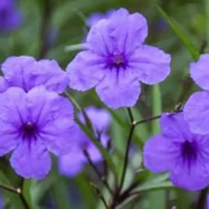 Mexican Petunia Purple Ruellia Brittoniana Plant - Live Starter Plant - Purple Flowers