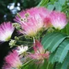 Mimosa Tree Silk Tree - 6-10" Tall - 1 Gallon Potted Albizia Julibrissin