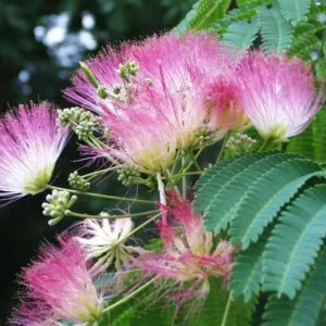 Mimosa Tree Silk Tree - 6-10