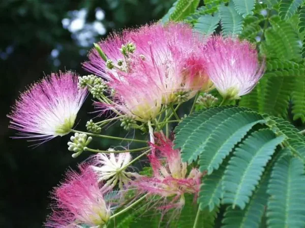 Mimosa Tree Silk Tree - 6-10" Tall - 1 Gallon Potted Albizia Julibrissin