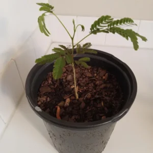 Mimosa Tree Silk Tree - 6-10" Tall - 1 Gallon Potted Albizia Julibrissin