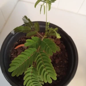 Mimosa Tree Silk Tree - 6-10