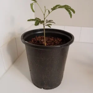 Mimosa Tree Silk Tree - 6-10