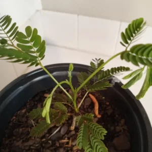 Mimosa Tree Silk Tree - 6-10