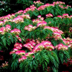 Mimosa Tree Silk Tree - 6-10 inch Potted Albizia julibrissin
