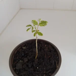 Mimosa Tree Silk Tree - 6-10 inch Potted Albizia julibrissin