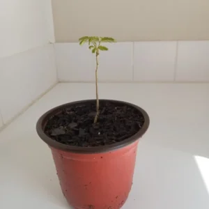 Mimosa Tree Silk Tree - 6-10 inch Potted Albizia julibrissin