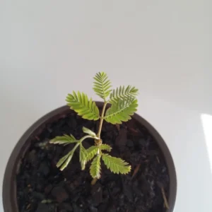 Mimosa Tree Silk Tree - 6-10 inch Potted Albizia julibrissin