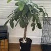 Money Tree Plant Large - Potted Indoor Bonsai Tree