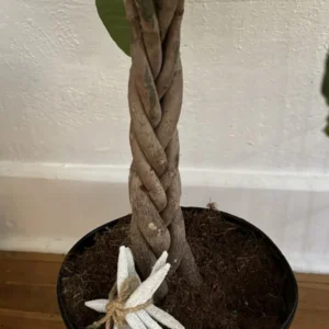 Money Tree Plant Large - Potted Indoor Bonsai Tree