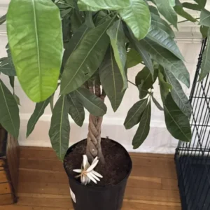 Money Tree Plant Large - Potted Indoor Bonsai Tree
