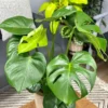 Monstera Deliciosa Houseplant - Swiss Cheese Plant - Indoor Vine