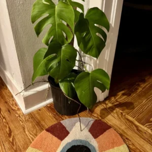 Monstera Deliciosa Houseplant - Swiss Cheese Plant - Indoor Vine