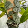 Monstera Dubia Houseplant - Rare Climbing Vine