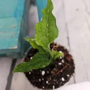 Monstera Obliqua Peru Exotic Houseplant Vine - Rare Tropical Plant