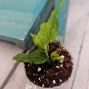 Monstera Obliqua Peru Exotic Houseplant Vine - Rare Tropical Plant