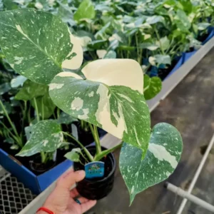 Monstera Thai Constellation Plant - Rare Houseplant - Variegated Foliage