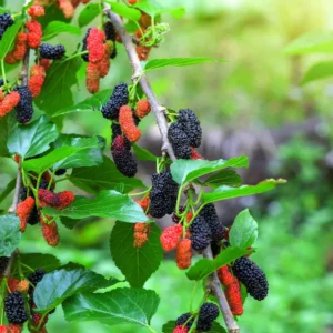 Mulberry Organic Bonsai Tree - Fruit Bearing Plant - Small Size