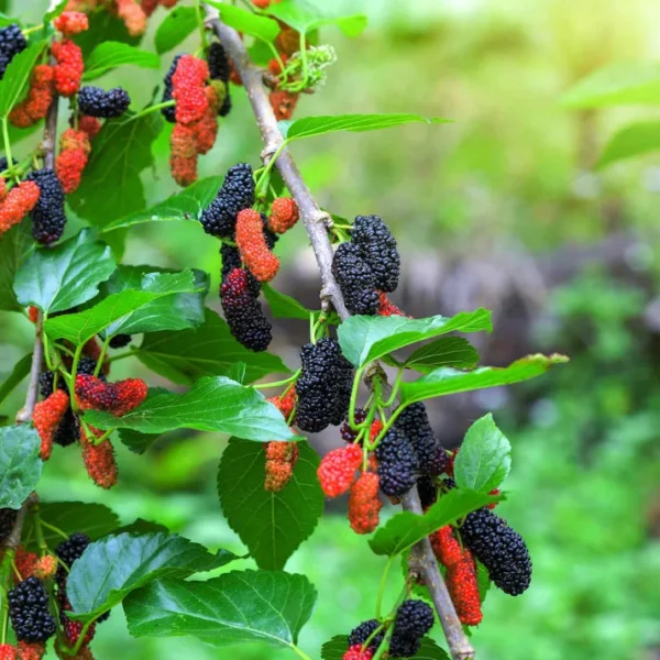 Mulberry Organic Bonsai Tree - Fruit Bearing Plant - Small Size