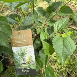 Mulberry Organic Bonsai Tree - Fruit Bearing Plant - Small Size