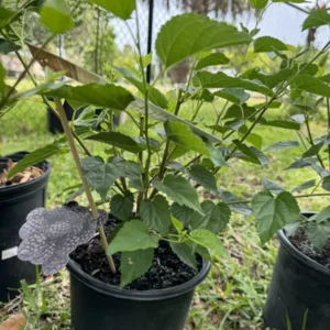 Mulberry Organic Bonsai Tree - Fruit Bearing Plant - Small Size