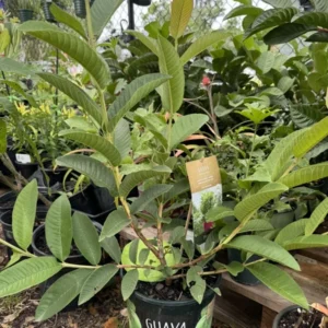 Mulberry Organic Bonsai Tree - Fruit Bearing Plant - Small Size