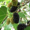 Mulberry Tree Morus Nigra Fruit Tree Plant - 2 to 3 Feet Tall