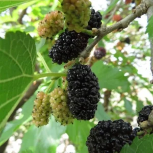 Mulberry Tree Morus Nigra Fruit Tree Plant - 2 to 3 Feet Tall