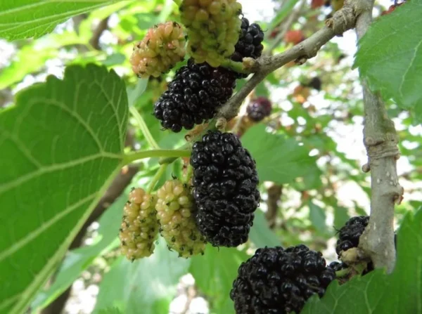 Mulberry Tree Morus Nigra Fruit Tree Plant - 2 to 3 Feet Tall