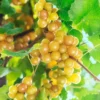 Muscadine Grapes Plant Live - Vitis Rotundifolia - 4 to 6 Inch - Home Garden Ready