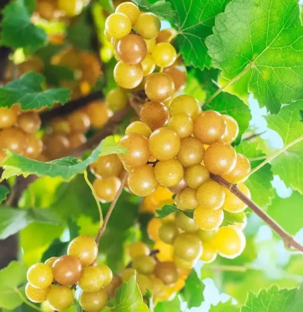 Muscadine Grapes Plant Live - Vitis Rotundifolia - 4 to 6 Inch - Home Garden Ready