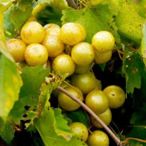 Muscadine Grapes Plant Live - Vitis Rotundifolia - 4 to 6 Inch - Home Garden Ready